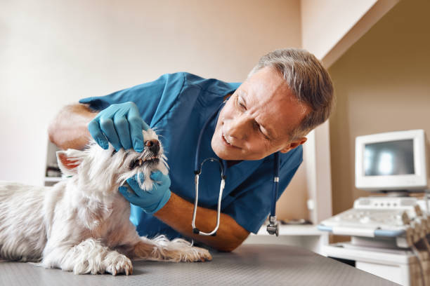 Best After-Hours Emergency Dentist in Baxter, MN